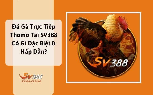 Đá Gà Trực Tiếp Thomo Tại SV388 Có Gì Đặc Biệt & Hấp Dẫn?